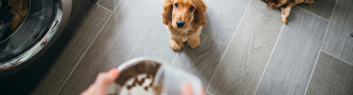 Puppy with Food Bowl - 1200x325 Puppy with Food Bowl