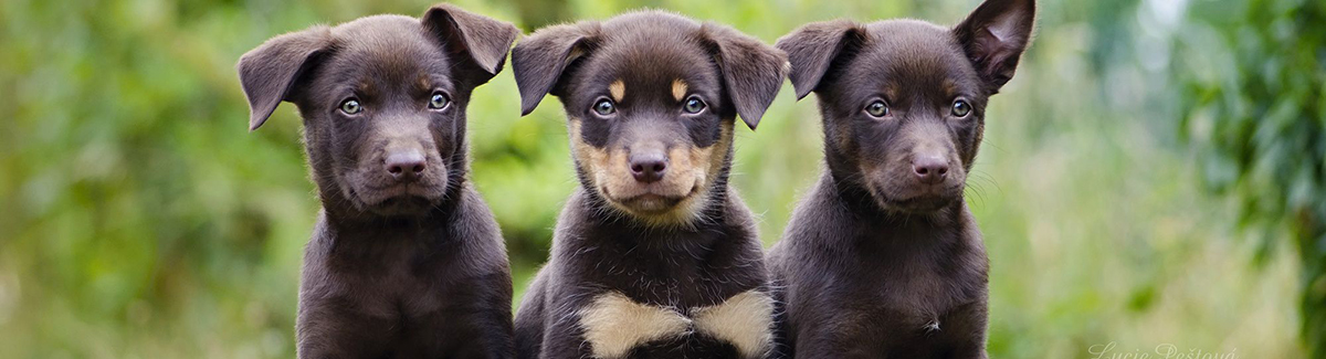 Puppies Feeding