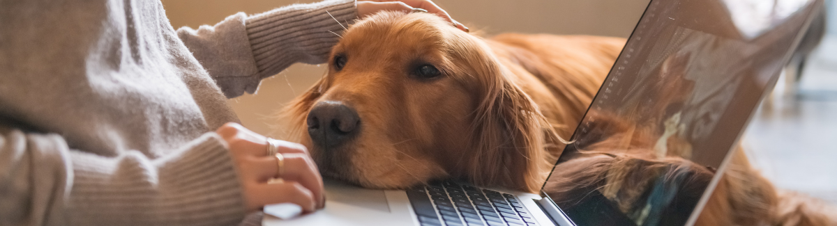 Golden with Computer - 1200x325