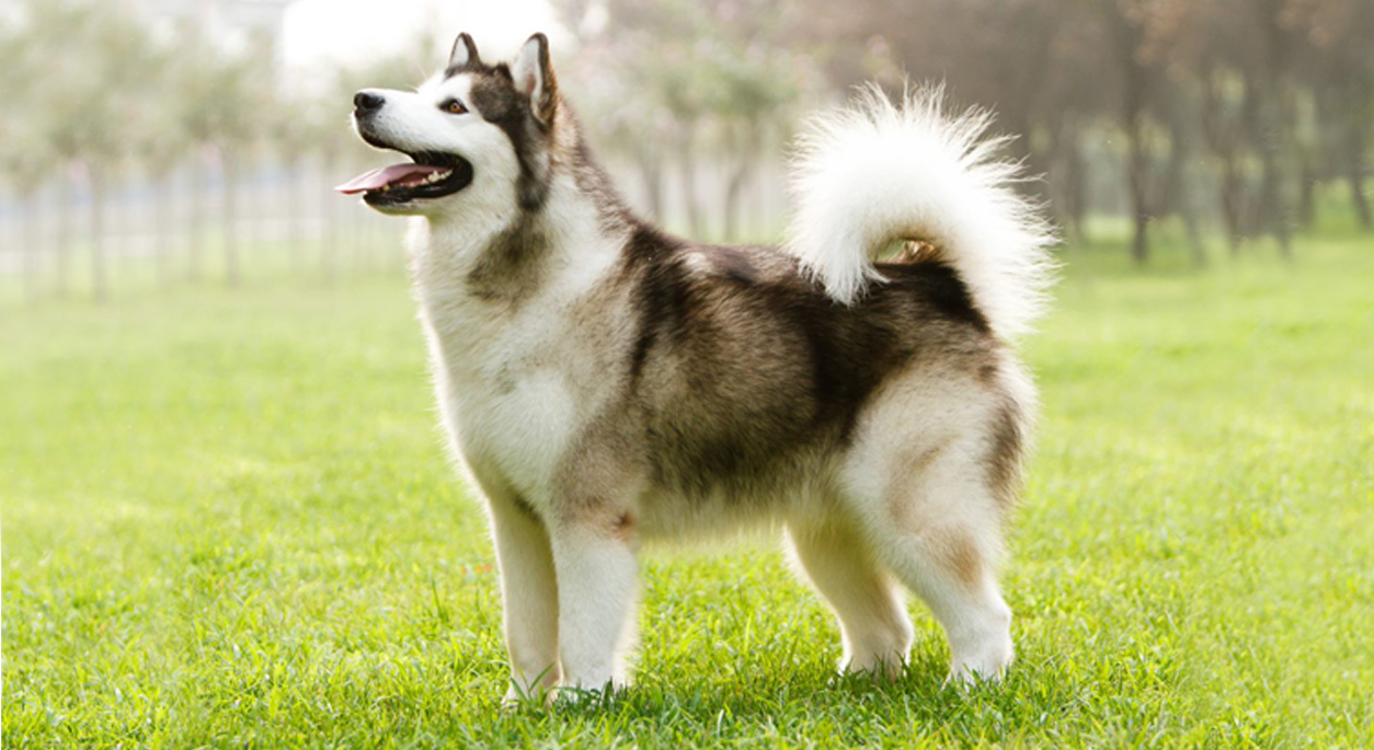 Alaskan Malamute