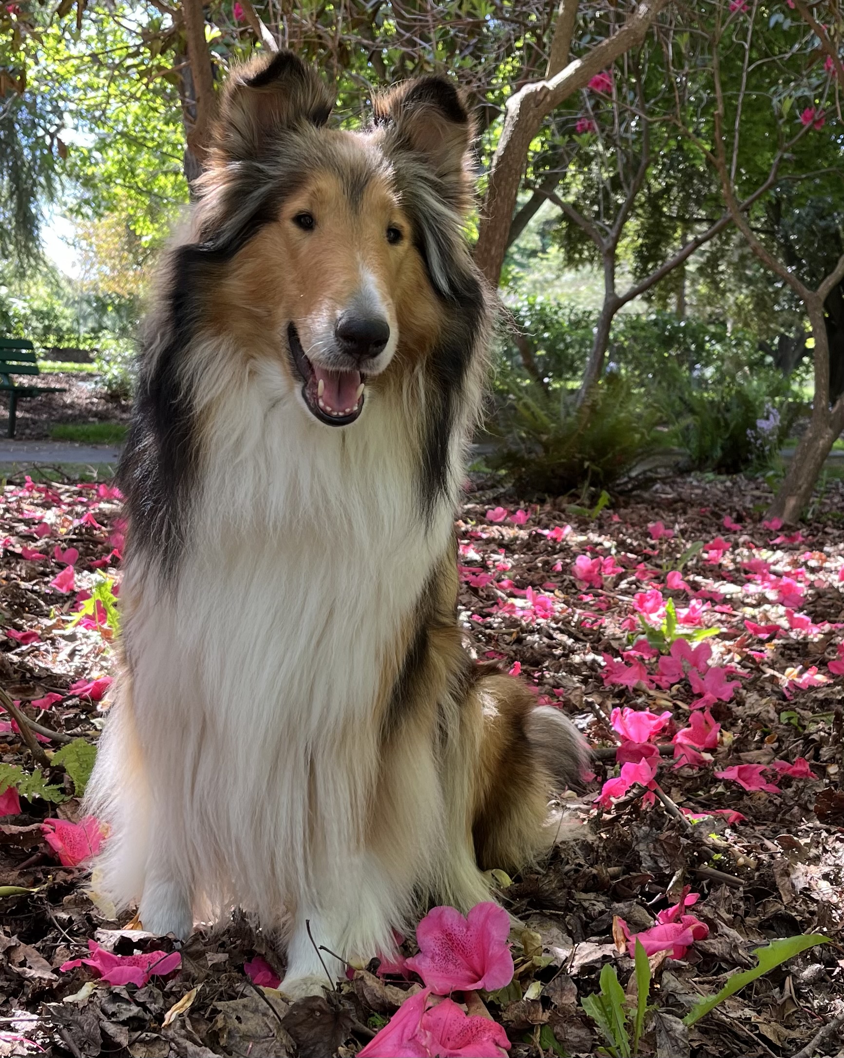 Rough_Collie_4498077_Maria_Arts_6997da09-cee7-4b0b-b34c-4cde23bfa165 Rough_Collie_4498077_Maria_Arts_6997da09-cee7-4b0b-b34c-4cde23bfa165